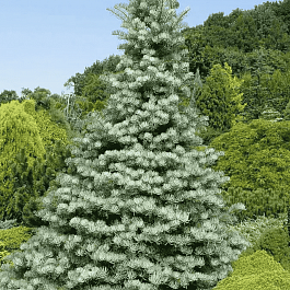 Пихта одноцветная