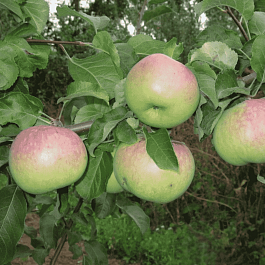 Яблоня Болотовское