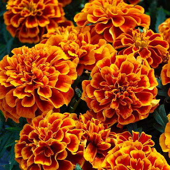 Бархатцы отклоненные Чика Флейм