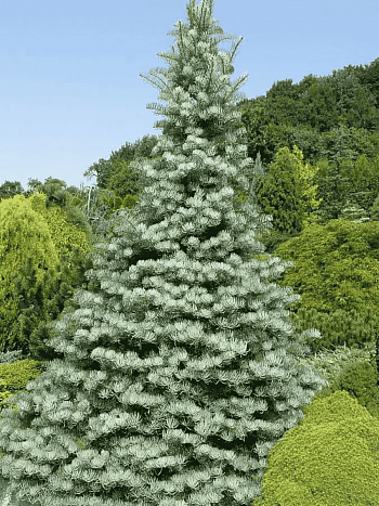 Пихта одноцветная