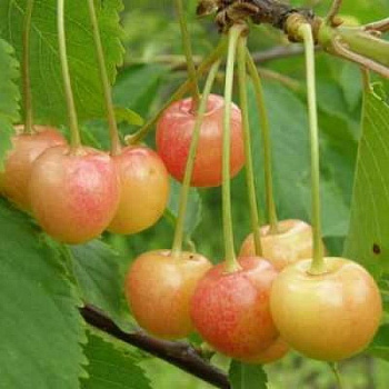 Черешня  Северная
