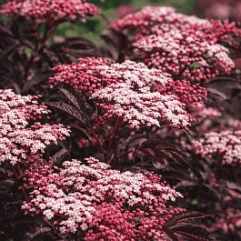 Бузина черная Thundercloud