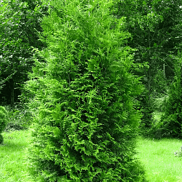 Туя западная Brabant