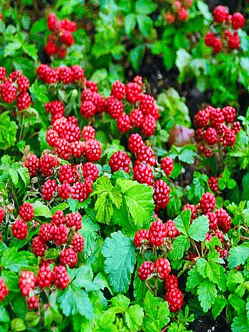 Княженика обыкновенная Mespi