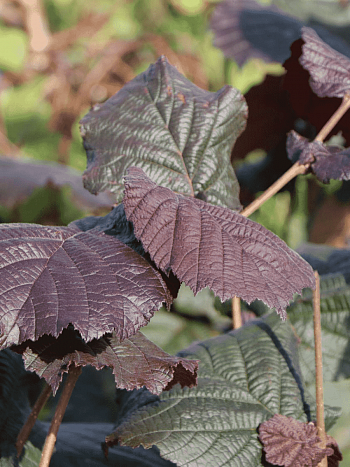 Фундук Rotblattrige Zellernuss