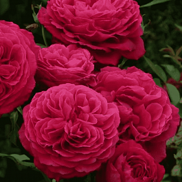 Роза чайно-гибридная Gospel