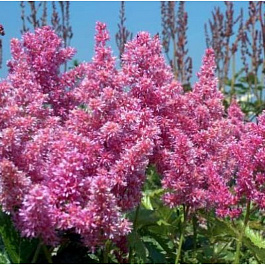 Астильба японская Мэйнц