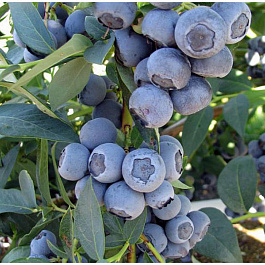 Голубика высокорослая  Конкорд