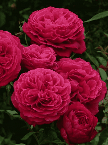 Роза чайно-гибридная Gospel