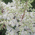 Астильба Арендса White Tone