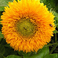 Подсолнечник однолетний Солнышко Подсолнечник однолетний Солнышко