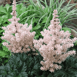 Астильба курчавая Lilliput
