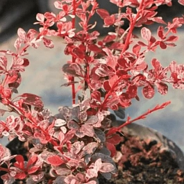 Барбарис Тунберга Flamingo