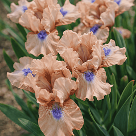 Ирис карликовый Chanted