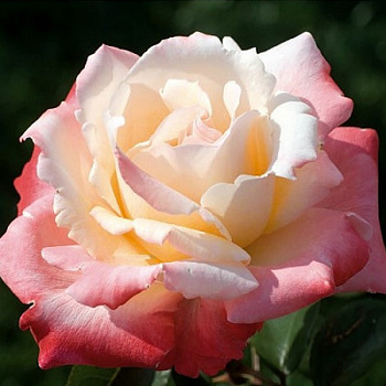 Роза Мейян чайно-гибридная Летиция Каста