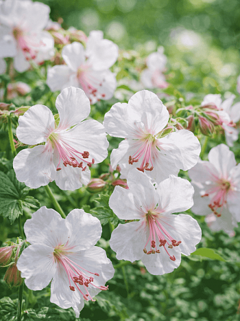 Герань кентабриджийская Biokovo