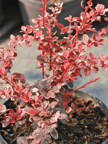 Барбарис Тунберга Flamingo