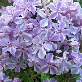 Флокс метельчатый Олл ин Ван