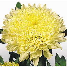 Астра Матадор Еллоу