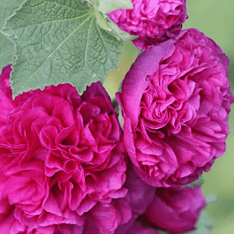 Мальва розовая Chater's Double purple