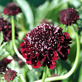 Скабиоза  голубиная Barocca