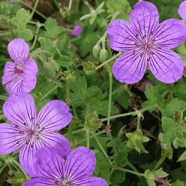 Герань Власова