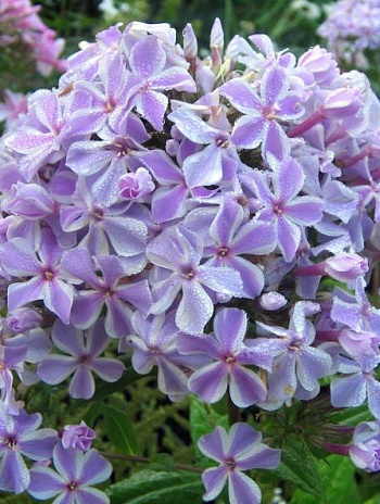 Флокс метельчатый Олл ин Ван