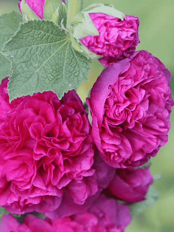 Мальва розовая Chater's Double purple