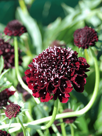 Скабиоза  голубиная Barocca