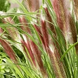 Пеннисетум лисохвостый 'Red Head'