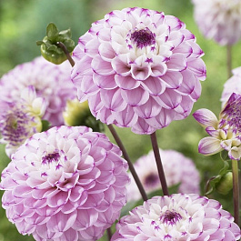 Георгина Шаровидная Дженова