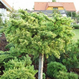 Лиственница европейская Литтл Богл