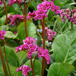 Бадан гибридный Винтерглют