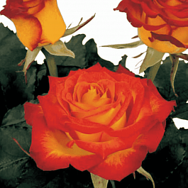 Роза чайно-гибридная High Society