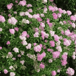 Спирея японская Genpei