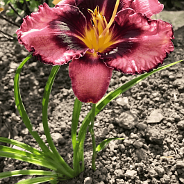 Лилейник Whoopy