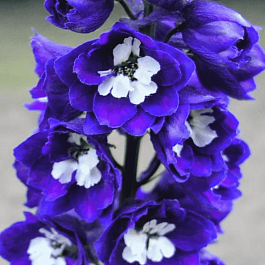 Дельфиниум  культурный M. F. Dark Blue with White Bee