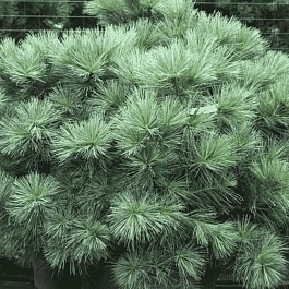 Сосна Веймутова Macopin