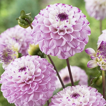 Георгина Шаровидная Дженова