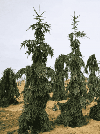 Ель обыкновенная Rothenhaus