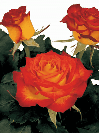 Роза чайно-гибридная High Society