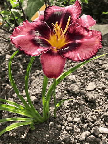 Лилейник Whoopy