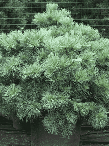 Сосна Веймутова Macopin