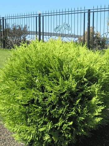 Туя западная Globosa