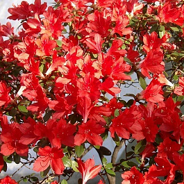 Азалия японская Эдди Вери