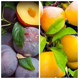 Дерево-сад (2-3х летка) косточковые 2 сорта Шарафуга-Светлячок