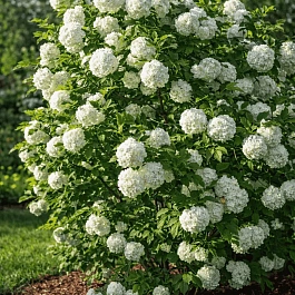 Калина обыкновенная Бульденеж