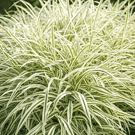 Бухарник мягкий Albovariegata