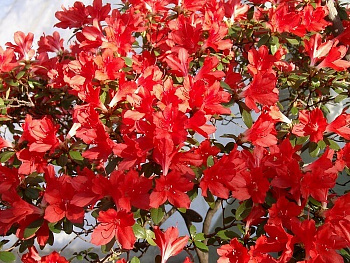 Азалия японская Эдди Вери