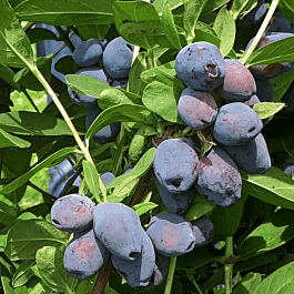 Жимолость плодовая Blue Treasure